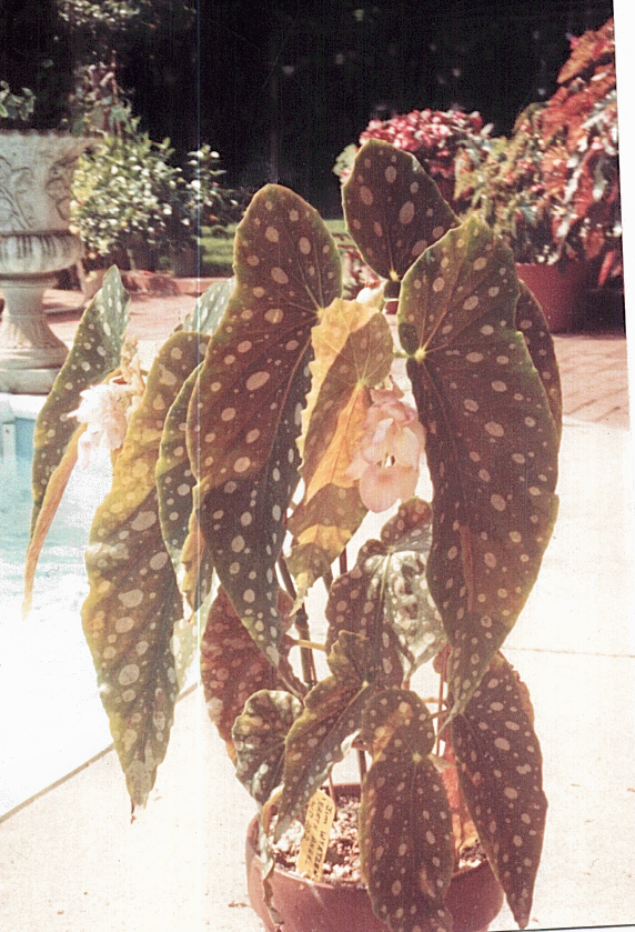 B. ‘Earth Angel’